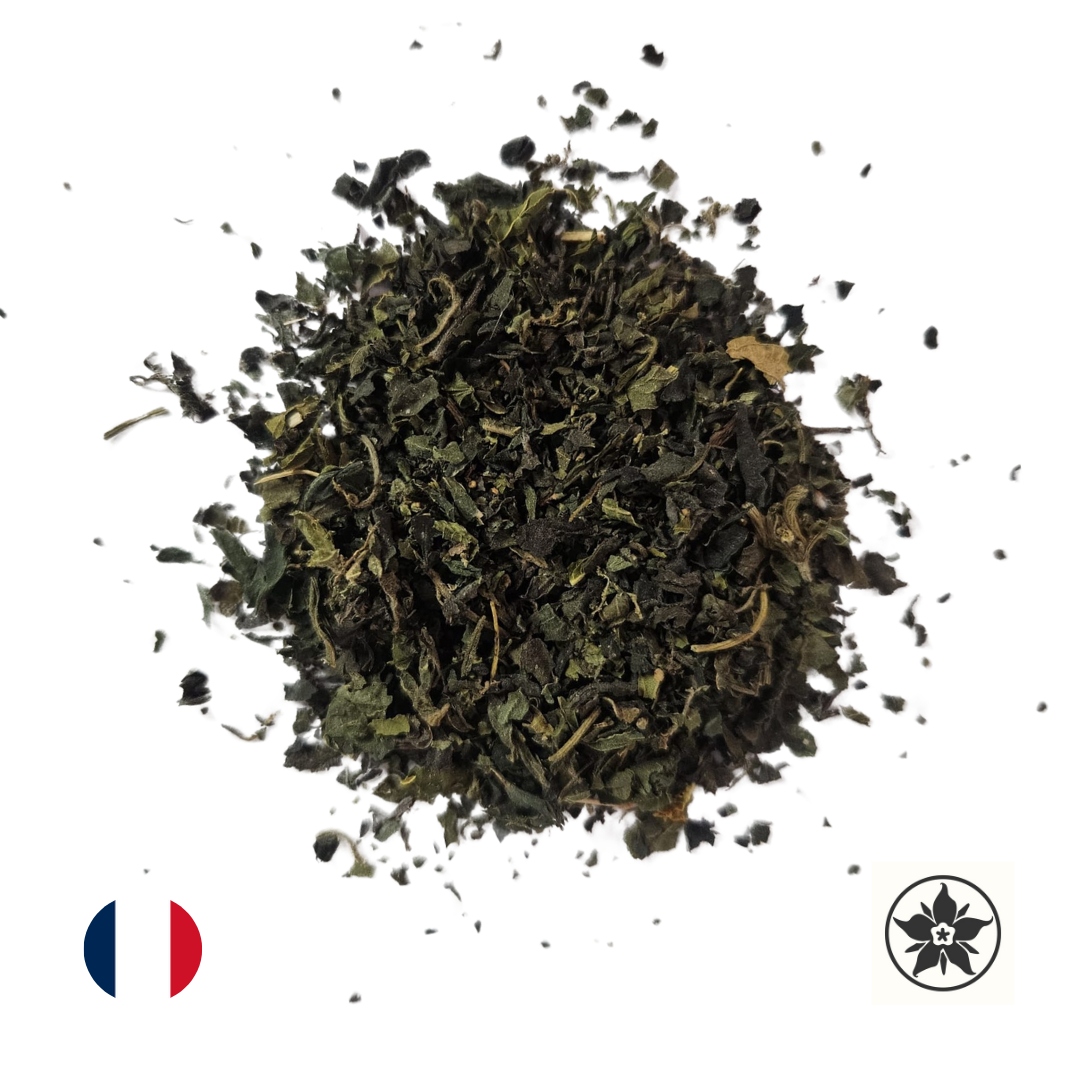 Menthe poivrée - Mentha x piperita