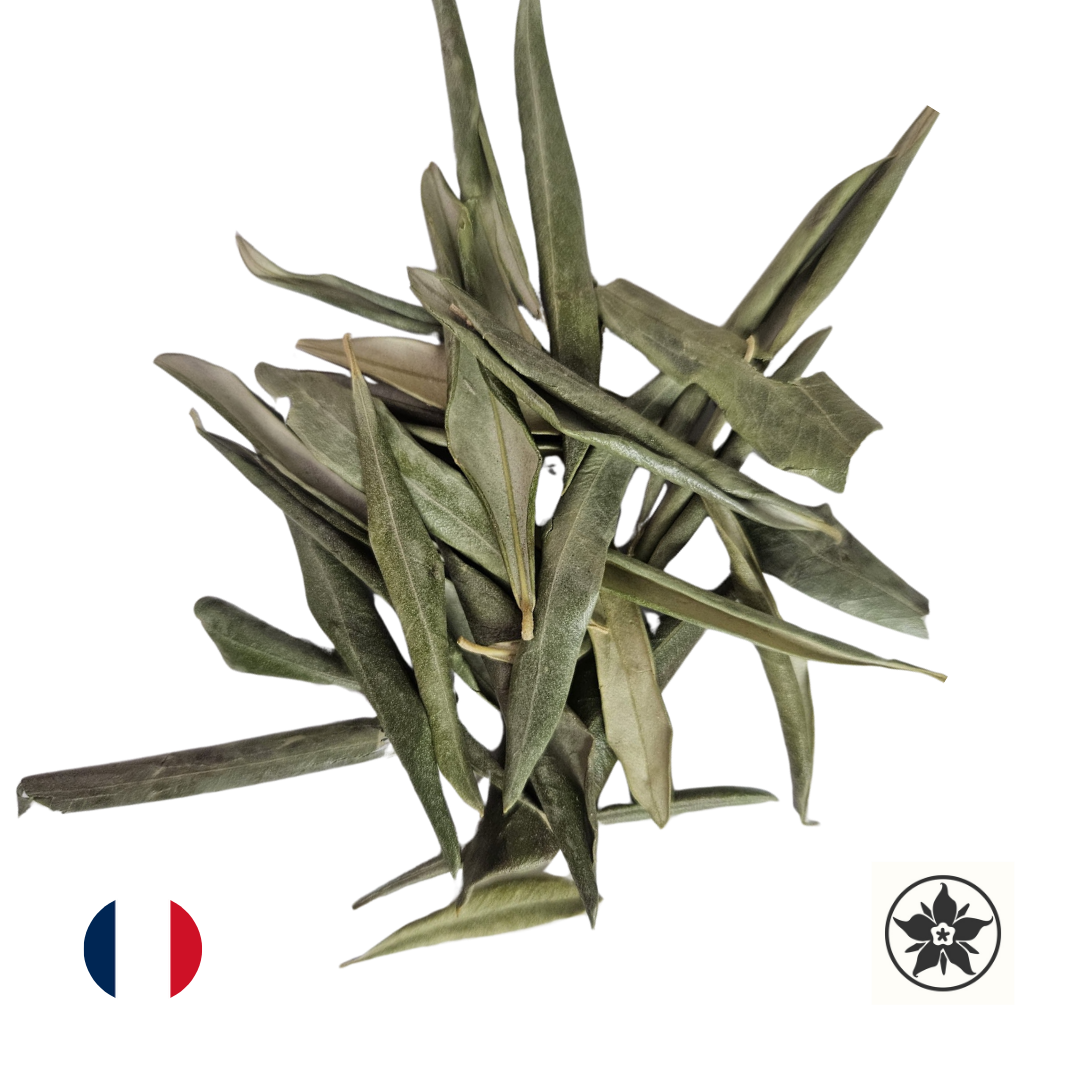 Feuilles d'olivier - Olea europaea