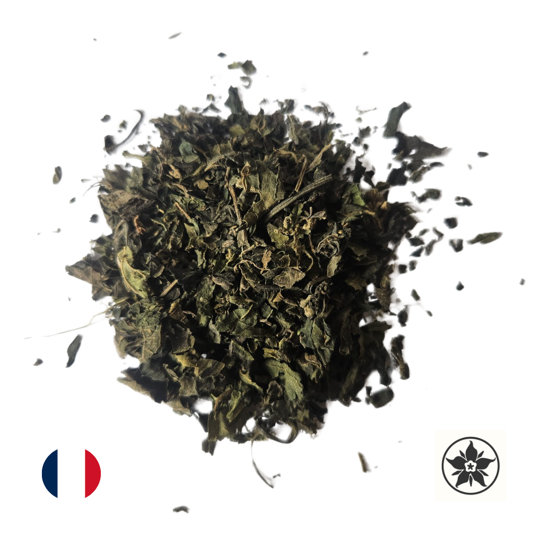 Ortie Piquante (partie aérienne)