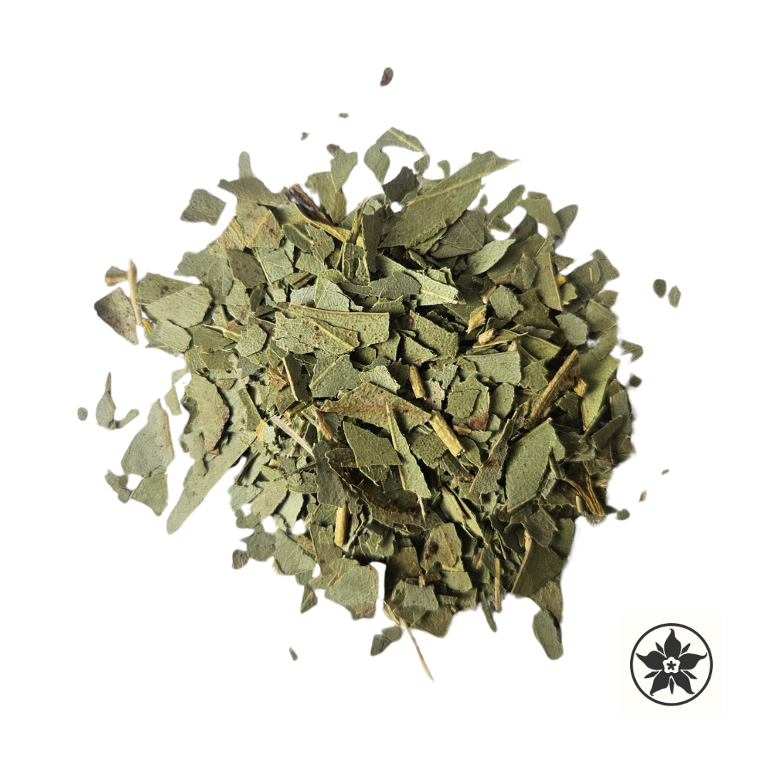 eucalyptus - Eucalyptus globulus