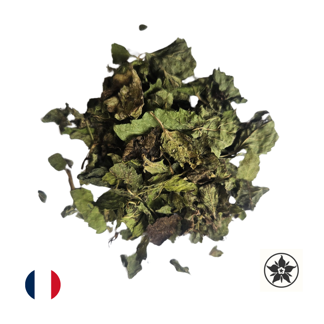 Mélisse - Melissa officinalis