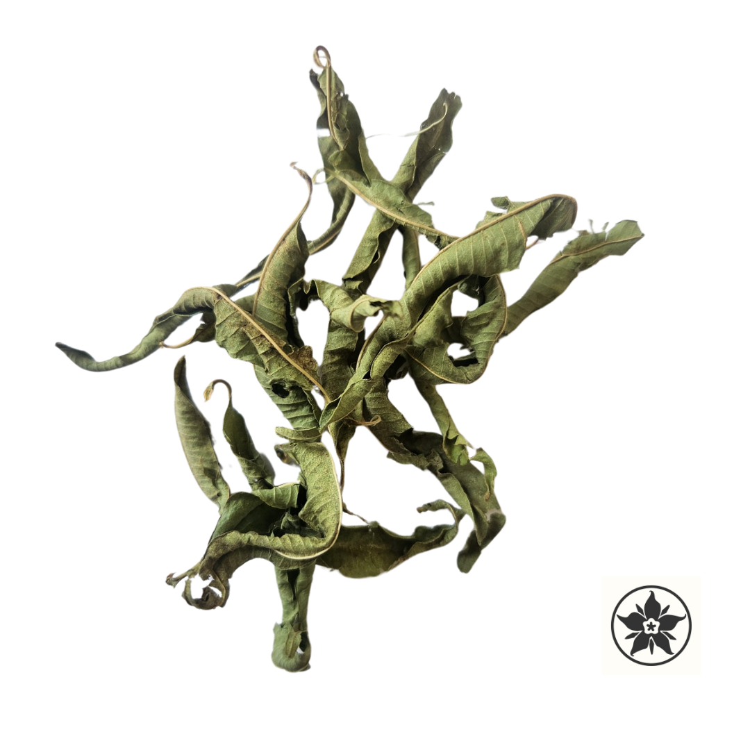 verveine odorante - Aloysia citriodora Palau